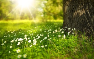 A close up of green grass, small white flowers, and the bottom part of a tree trunk in a meadow, with the sun shining in the background.
